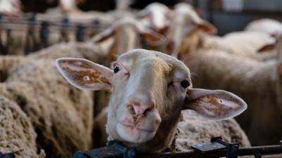 42 - Die Antwort auf fast alles: Wie schlau sind die Tiere, die wir essen? - 42 - Die Antwort auf fast alles