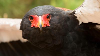 Adler - Superstars der Lüfte: Adler · Superstars der Lüfte