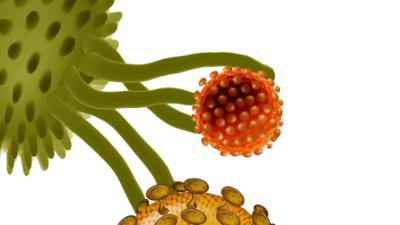 aktiv und gesund: Immuntherapie, Fichtennadeln, Unterwasser-Rugby