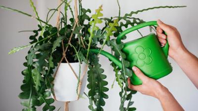 aktiv und gesund: Gesunde Zimmerpflanzen, OP Grauer Star, Brillenpflege