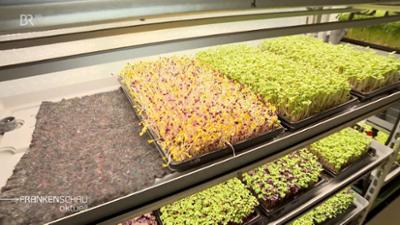 aktiv und gesund: Greens, Richtig streiten, Sommerschnupfen aktiv und gesund: Greens, Richtig streiten, Sommerschnupfen