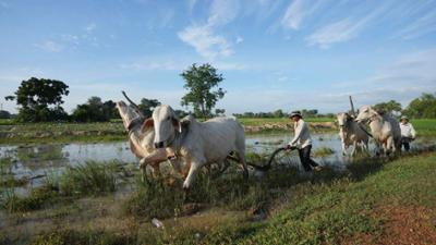 alpha-demokratie weltweit: Das harte Brot der Bauern