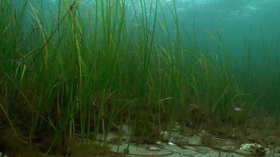 alpha-doku: Klimaretter Seegras
