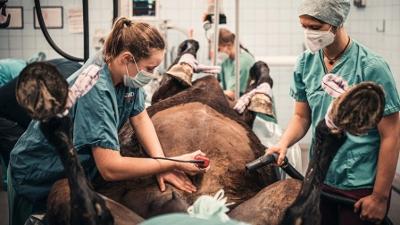 alpha-thema: Mit vier Hufen im OP · Die Hightech-Pferdeklinik alpha-thema: Mit vier Hufen im OP · Die Hightech-Pferdeklinik