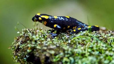 alpha-wissen kompakt: 5 Fakten über Feuersalamander