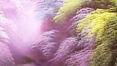 Bob Ross: Enchanted Forest