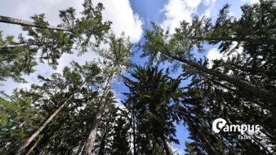 Campus Talks: Bäume im Klimawandel & Neutronensterne