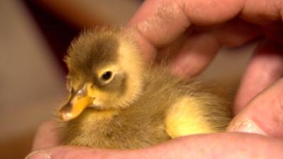 Das faszinierende Leben der Enten: · Von flauschigen Küken und Weltenbummlern