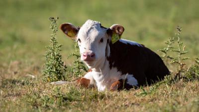 Der Bauernhof - Die faszinierende Welt der Tiere: Kühe: Der Bauernhof · Die faszinierende Welt der Tiere: Kühe