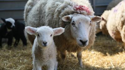 Der Bauernhof - Die faszinierende Welt der Tiere: Schafe: Der Bauernhof · Die faszinierende Welt der Tiere: Schafe