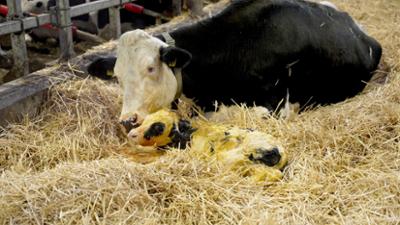 Die Spur der Kälbchen - Die Schattenseiten der Milchwirtschaft: Die Spur der Kälbchen · Die Schattenseiten der Milchwirtschaft Die Spur der Kälbchen - Die Schattenseiten der Milchwirtschaft: Die Spur der Kälbchen · Die Schattenseiten der Milchwirtschaft