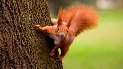 Die Super-Hörnchen - Clever & flink: Die Super-Hörnchen · Clever & flink