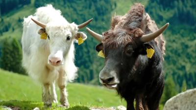 Faszination Österreich - Tirol
