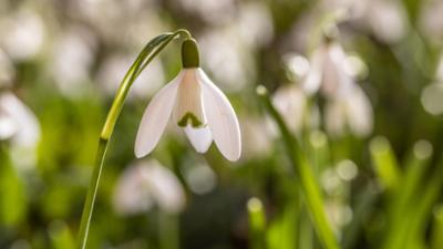 Frühling auf der Alm: · Streifzüge durch den Süden Österreichs