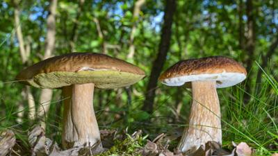 Geheimnis der Pilze: Superhelden Pilze: Pilze als Baustoff, Bodensanierer und Fleischersatz