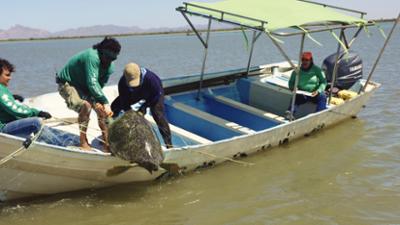 Golf von Kalifornien: Mystischer Golf