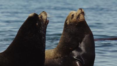 Golf von Kalifornien: Die Wiege des Golfes