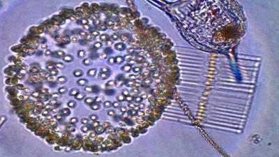 Grundlagen der Genetik - Zellen: Zellen sind kleine Fabriken