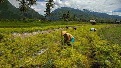 Länder - Menschen - Abenteuer: Sulawesi - Indonesiens geheimnisvolle Schönheit