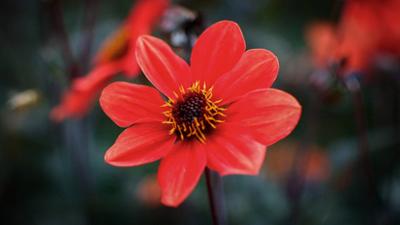 Ländermagazin: Dahlien aus Bad Köstritz