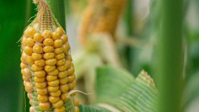 Landwirtschaft im Wandel. Gehört die Zukunft der Gentechnik? Landwirtschaft im Wandel. Gehört die Zukunft der Gentechnik?