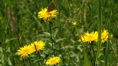 Lebensgemeinschaft in der Wiese