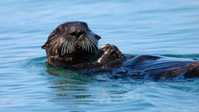 Mayrs Magazin: Seeotter Blutwäsche TV-Technik in Kitzbühel