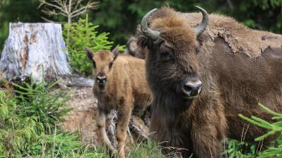 nano: Hilft Auswildern gegen das Artensterben?
