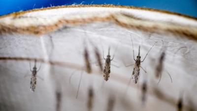 nano: Malaria Verhinderte Windkraft Xylella