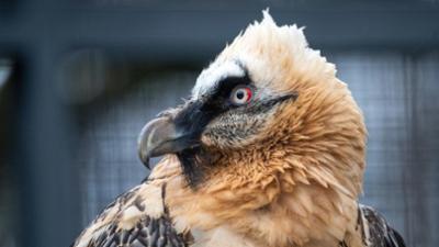nano: Bartgeier Habitatverlust Hochwasserschutz auf der Hallig