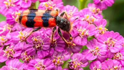 nano: Immer weniger Fluginsekten in Deutschland nano: Immer weniger Fluginsekten in Deutschland