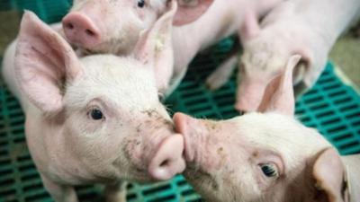 nano: Neuer Plan für die Landwirtschaft beyond fish nano: Neuer Plan für die Landwirtschaft beyond fish