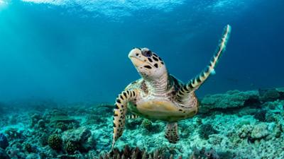 nano: COP17 in Jerewan: Biodiversität weltweit bedroht