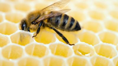 nano: Bienen retten Kenias Mangroven