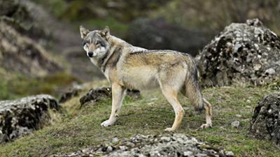 nano: Wolf-Abwehr mit bewaffneten Hirten?