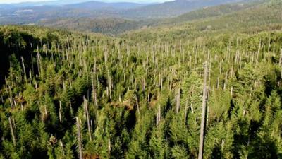 Nationalpark Bayerischer Wald: Forschung im Urwald