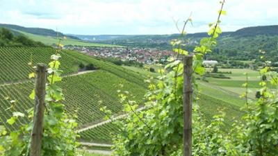 Planet Wissen: Wein - Die Rebe und der Klimawandel