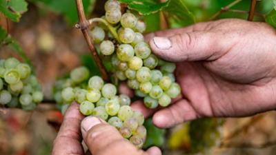 Planet Wissen: Wein: Die Rebe und der Klimawandel