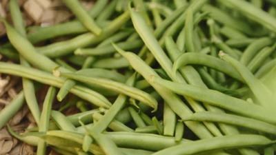 Querbeet