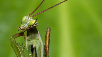 Schnittgut. Alles aus dem Garten: Klimainsekten, Vertical Farming, Süßkartoffeln und Knoblauch