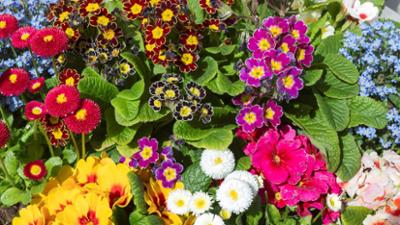 Schnittgut. Alles aus dem Garten: Schnittgut, 02.03.26: Bunte Frühblüher