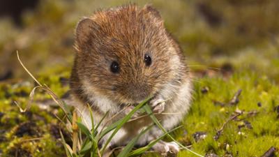 Schnittgut. Alles aus dem Garten: Schnittgut, 02.04.25: Wühlmaus