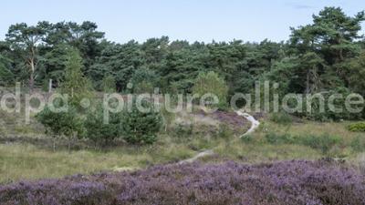 Schnittgut. Alles aus dem Garten: Schnittgut, 06.10.26: Heide im Herbst