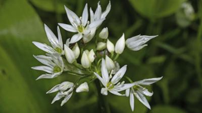 Schnittgut. Alles aus dem Garten: Schnittgut, 13.03.26: Bärlauch und Brennnessel