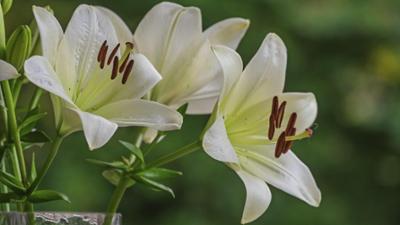 Schnittgut. Alles aus dem Garten: Schnittgut, 14.08.26: Lilien