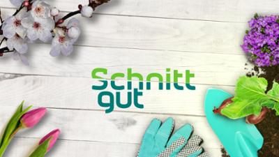 Schnittgut. Alles aus dem Garten: Schnittgut, : Dahlien Schnittgut. Alles aus dem Garten: Schnittgut, : Dahlien