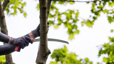 Schnittgut. Alles aus dem Garten: Schnittgut, 17.11.25: Baumschnitt im Herbst