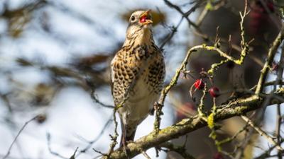 Schnittgut. Alles aus dem Garten: Schnittgut, 18.11.25: Vogelschutz im Herbst