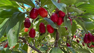 Schnittgut. Alles aus dem Garten: Schnittgut, 19.08.26: Kornelkirsche