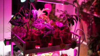 Schnittgut. Alles aus dem Garten: Schnittgut, 22.01.26: Optimales Pflanzenlicht